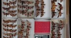 Sphingidae 21