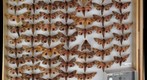 Sphingidae 22