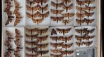 Sphingidae 23