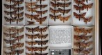 Sphingidae 24
