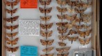 Sphingidae 25