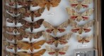 Sphingidae 26