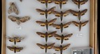 Sphingidae 27