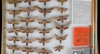 Sphingidae 28
