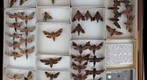 Sphingidae 29