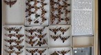 Sphingidae 30