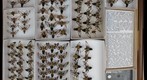 Sphingidae 31