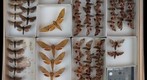Sphingidae 20