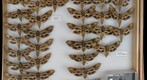 Sphingidae 32