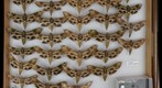 Sphingidae 33