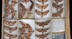 Sphingidae 34