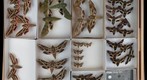 Sphingidae 36