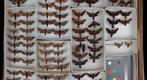 Sphingidae 37