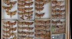 Sphingidae 38
