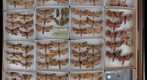 Sphingidae 39