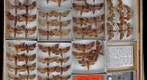 Sphingidae 40