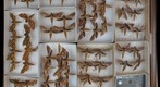 Sphingidae 41