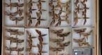 Sphingidae 42