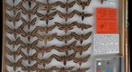 Sphingidae 45