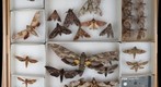 Sphingidae Receiving 1