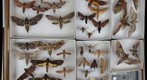 Sphingidae Receiving 2