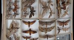 Sphingidae Receiving 3