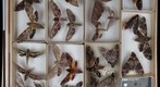 Sphingidae Receiving 4