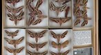 Sphingidae 35