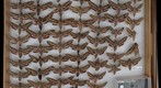 Sphingidae 44