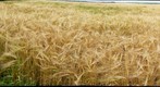 Barley field, near St. Albert, Alberta