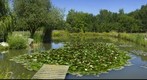 Ornament lake with waterlilies