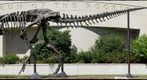 "Big Mike" Tyrannosaurus rex Museum of the Rockies