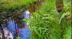 Cardinal Flowers below Adder Pond