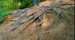 Roots along bike trail