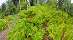 Birch and Ferns