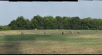 Hayfield, Barrow County, Georgia