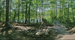Around the Campfire