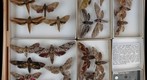 Sphingidae Receiving 5