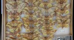 Saturniidae 1