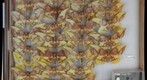 Saturniidae 2