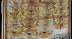Saturniidae 3