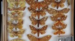Saturniidae 4