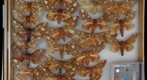 Saturniidae 5