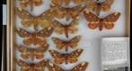 Saturniidae 6