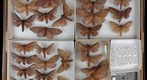 Saturniidae 7