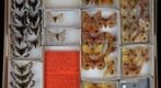 Saturniidae 11