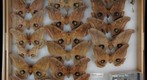 Saturniidae 13