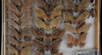 Saturniidae 14