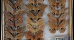 Saturniidae 15