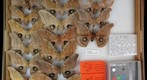 Saturniidae 16